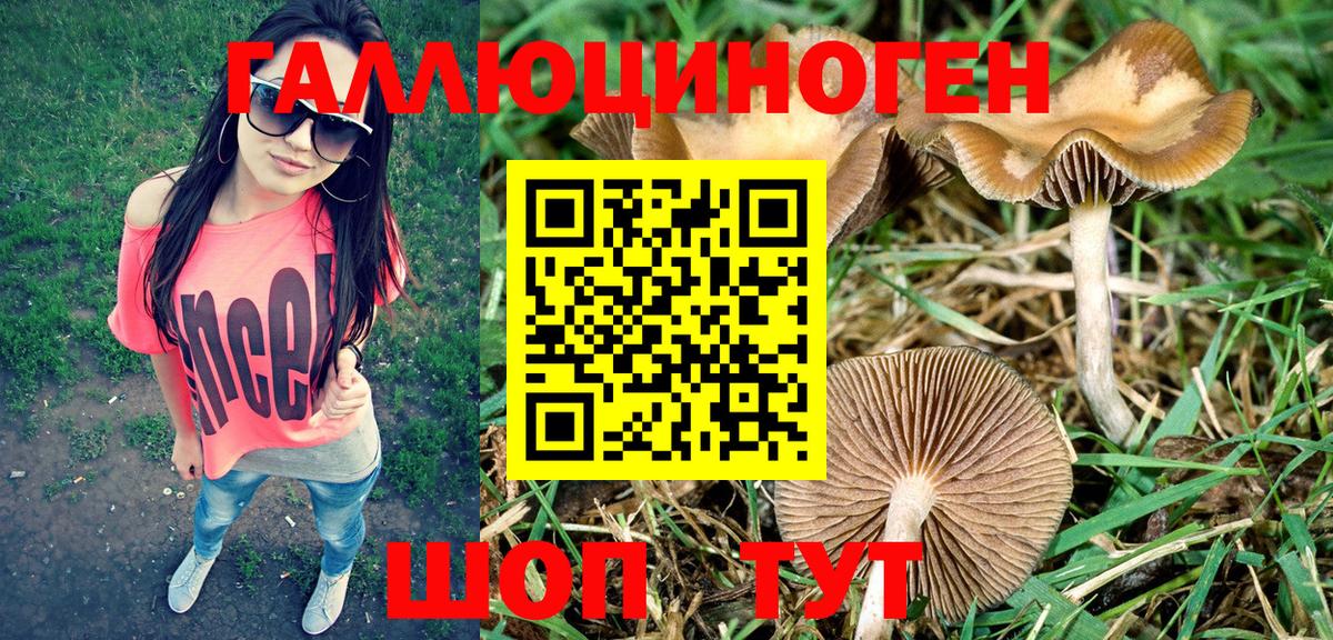 Псилоцибиновые грибы GOLDEN TEACHER Тверь